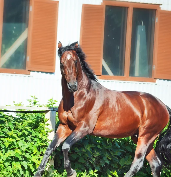 Galopando caballo de la bahía de raza deportiva en el asedio abierto —  Fotos de Stock