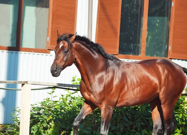 Galloping Bay razza sportiva cavallo in manege aperto — Foto Stock