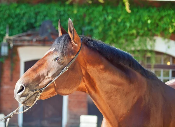 Portrait of amazing breed stallion . — Stock Photo, Image