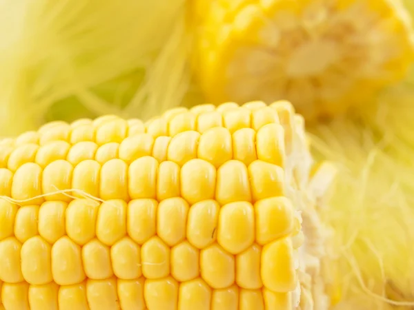 An ear of corn macro — Stock Photo, Image