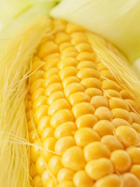 Uma espiga de milho macro — Fotografia de Stock