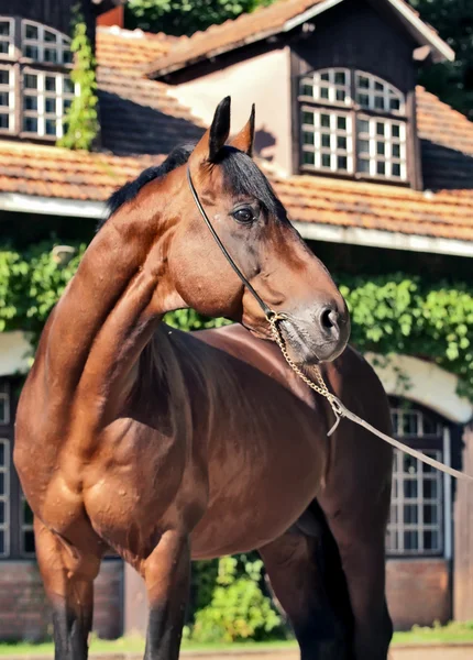 Beautiful breed stallion front stable. — Stock Photo, Image