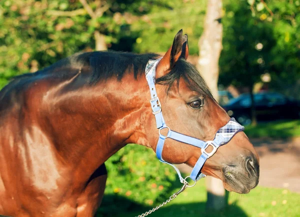 素晴らしい品種 trakehner 種馬の肖像画 — ストック写真