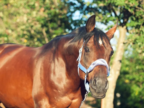 Portret van mooie paard in blauwe halster — Stockfoto