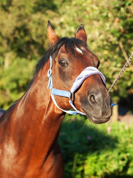 Funny portrait of wonderful breed sportive stallion — Stock Photo, Image