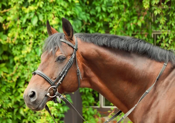 Portrait de merveilleux étalon de dressage de la baie de race — Photo