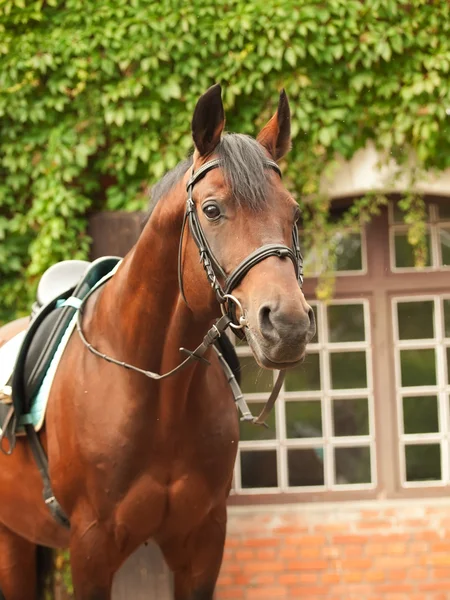 Maravilhosa raça dressage baía garanhão frontal estável — Fotografia de Stock