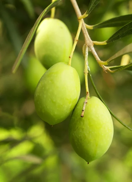 Olives fruitières — Photo