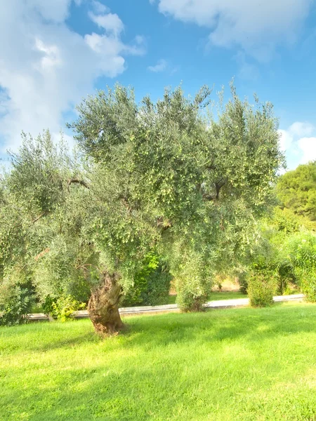 Olive tree Grekland — Stockfoto