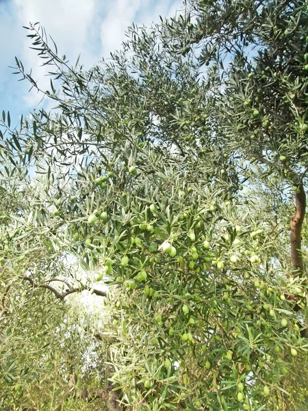 Azeitona ramificada com azeitonas verdes — Fotografia de Stock