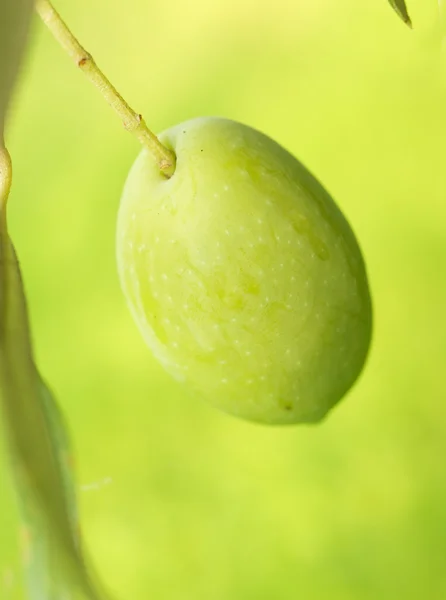 Oliivit hedelmät puun makro — kuvapankkivalokuva