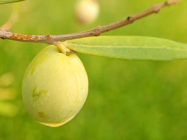 Fruta de azeitona em macro árvore — Fotografia de Stock