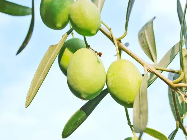 Oliivihedelmäpuu — kuvapankkivalokuva