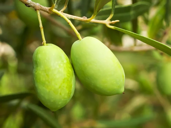 Olives fruitières — Photo