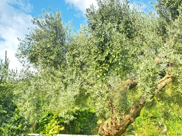 Gamla träd växer i Grekland — Stockfoto
