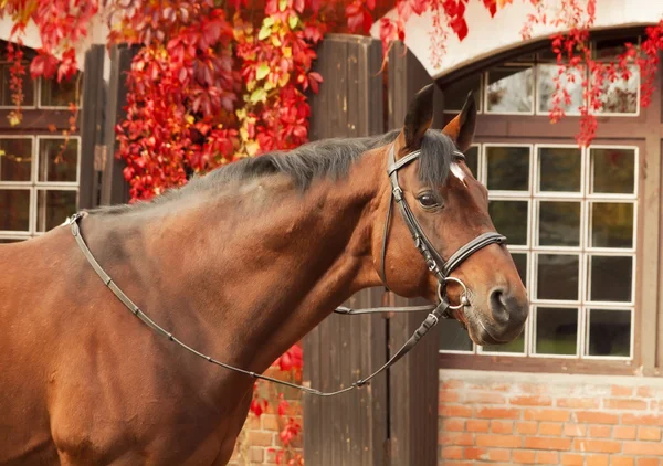 Beautiful bay sportive stallion autumn portrait — Stock Photo, Image