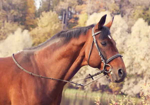 Mooie baai sportieve hengst herfst portret — Stockfoto