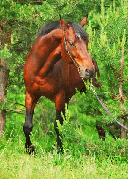 Beautiful Trakehner stallion in pine forest — Stock Photo, Image