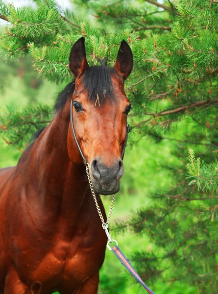 Hermoso caballo de la bahía en bosque de pino —  Fotos de Stock