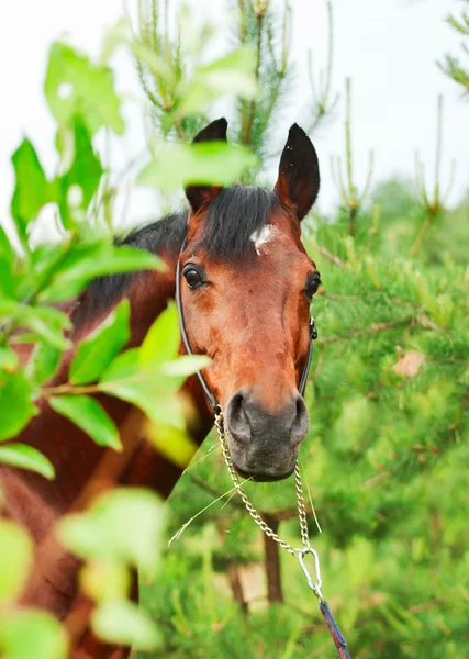 Beau portrait de cheval de baie en forêt de pins — Photo