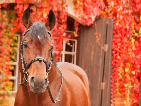 Bela baía esportiva cavalo outono retrato — Fotografia de Stock