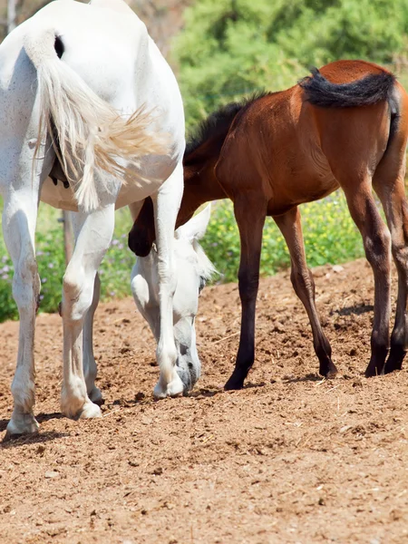 Pequeño potro andaluz con mamá en el paddock, día caluroso. España — Foto de Stock