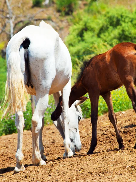 Piccolo puledro andaluso con mamma nel paddock, giornata calda. Spagna — Foto Stock