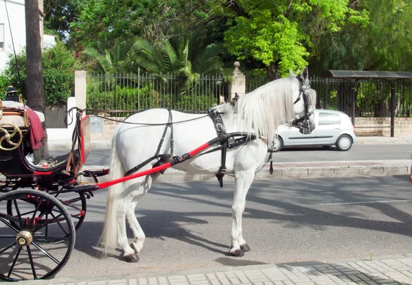 Carriage white horse in Jeres, Spain — Stock Photo, Image