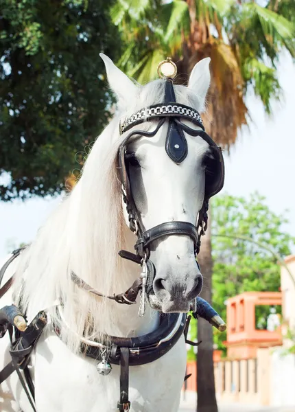 Retrato de carro caballo blanco en Madrid, España —  Fotos de Stock