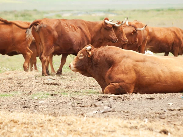 Taureau de lait rouge espagnol et troupeau de vaches — Photo