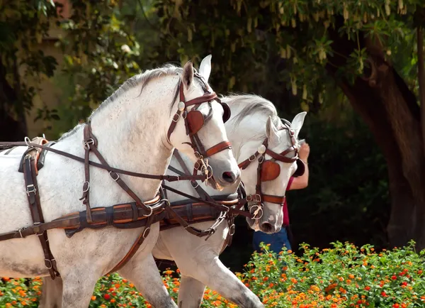 Carriage white horses in Jeres, Spain — Stock Photo, Image