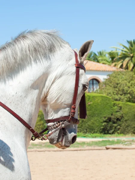 Porträt eines andalusischen weißen Pferdes in Bewegung. Spanien — Stockfoto