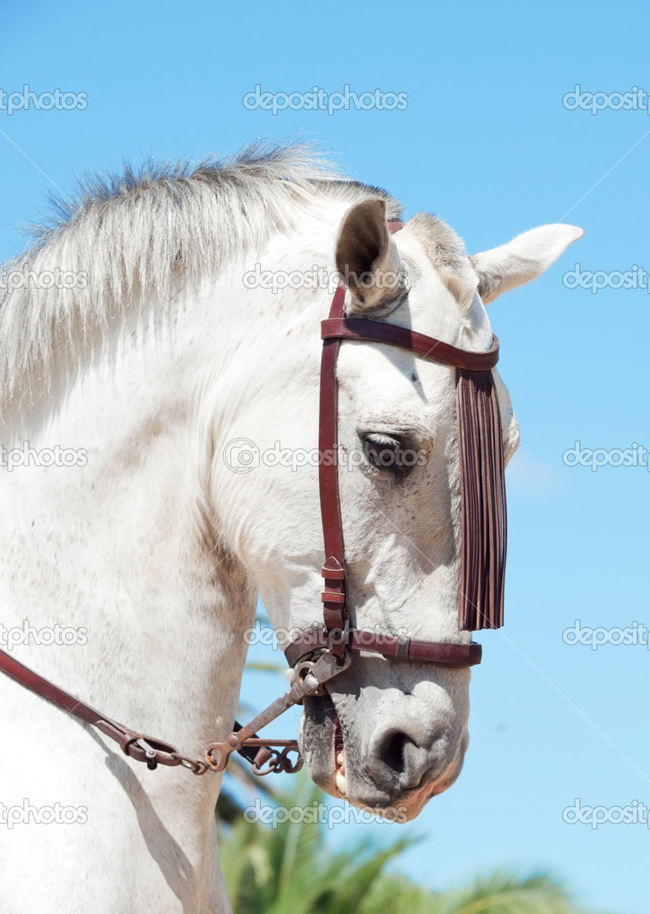Portrait of Andalusian white horse in movement