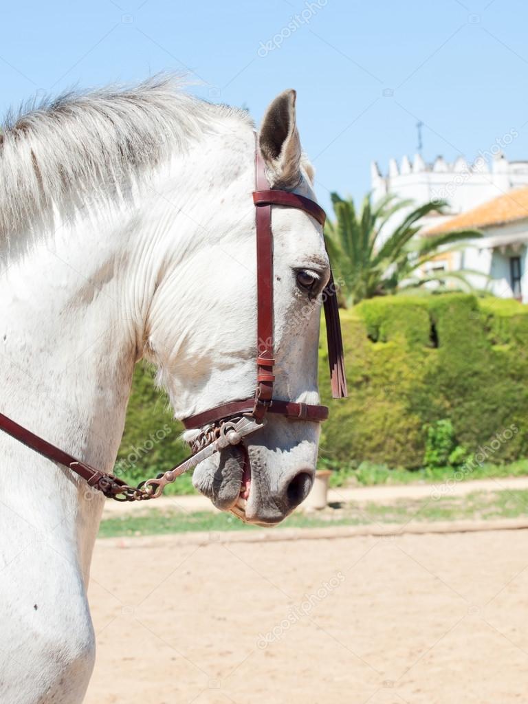 Portrait of Andalusian white horse in movement. Spain