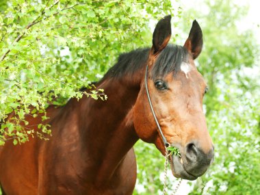 güzel trakehner aygır huş ağacı orman
