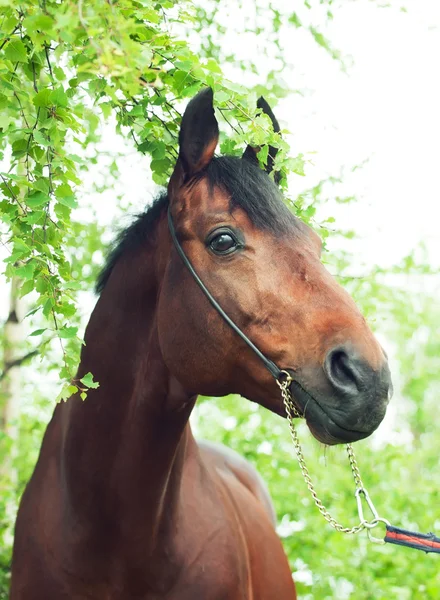 Bella razza cavallo ritratto nella foresta di betulla — Foto Stock