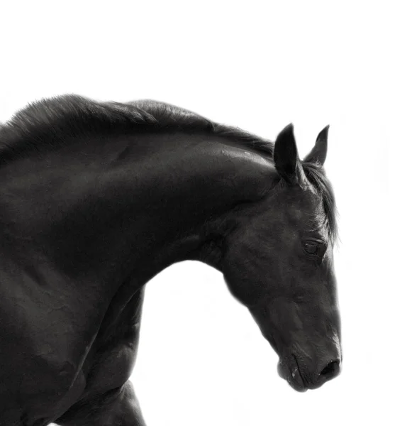 孤立的自由品种种马的肖像 — 图库照片