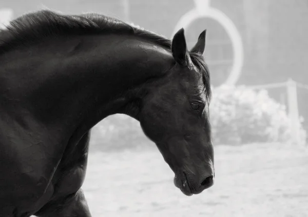 Porträtt av frihet rasen hingst i b&w — Stockfoto