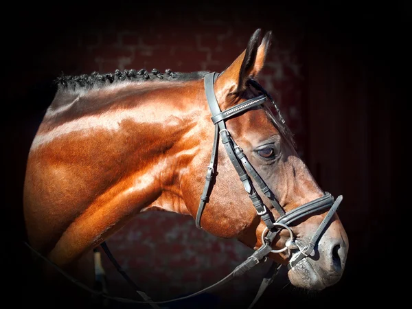 Retrato de hermoso caballo deportivo en el fondo oscuro — Foto de Stock