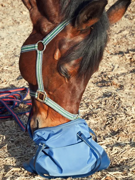 Divertido retrato de caballo. Está mirando algo en la bolsa. — Foto de Stock