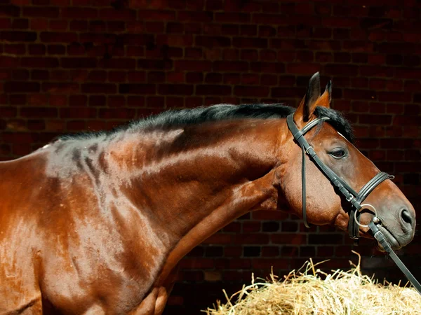 Portrait of beautiful sportive horse at dark background — Stock Photo, Image