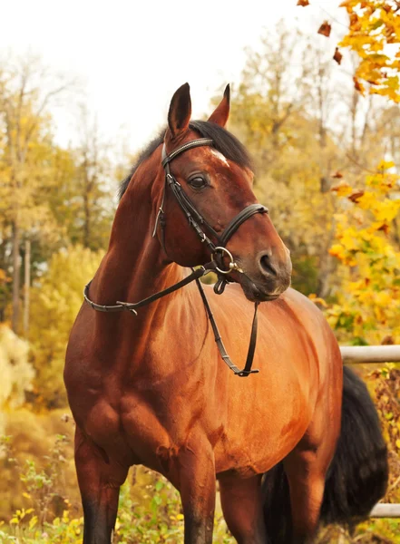 Güzel kahverengi sportif aygır sonbahar portre — Stok fotoğraf