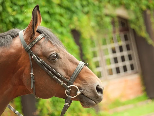 Portrait of german sportive horse closeup. — Stock Photo, Image