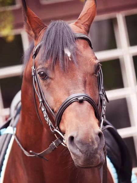 Portrait of german sportive horse — Stock Photo, Image