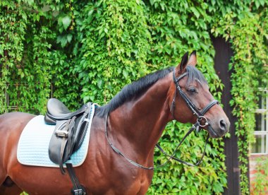 Alman terbiyesi atın portre.