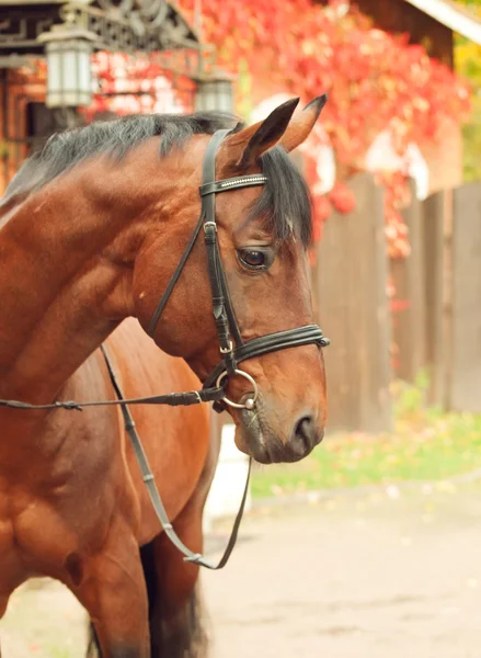 Belle race d'étalon de baie de dressage posant écurie avant — Photo