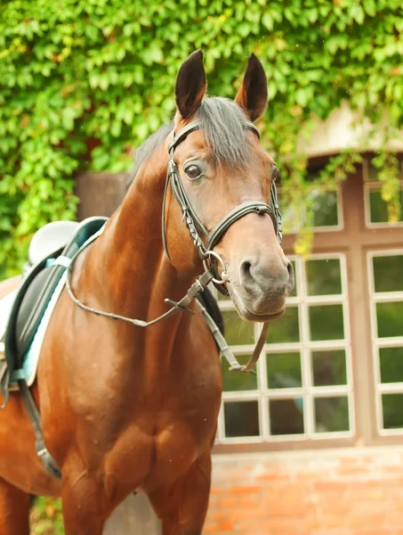 Belle race d'étalon de baie de dressage posant écurie avant — Photo