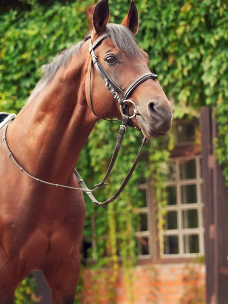 Bela raça dressage baía garanhão posando frente estável — Fotografia de Stock