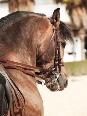 Binicilik İspanya'nın lise