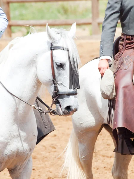 Retrato del hermoso caballo blanco como la nieve andaluza —  Fotos de Stock